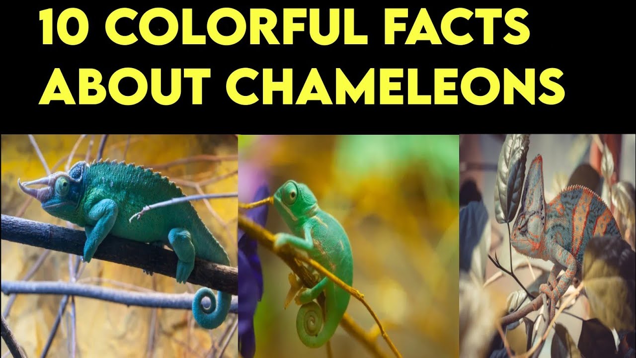 TOP 10 AMAZING facts in Chameleons| సరీసృపాలు Facts|TechZao🔥