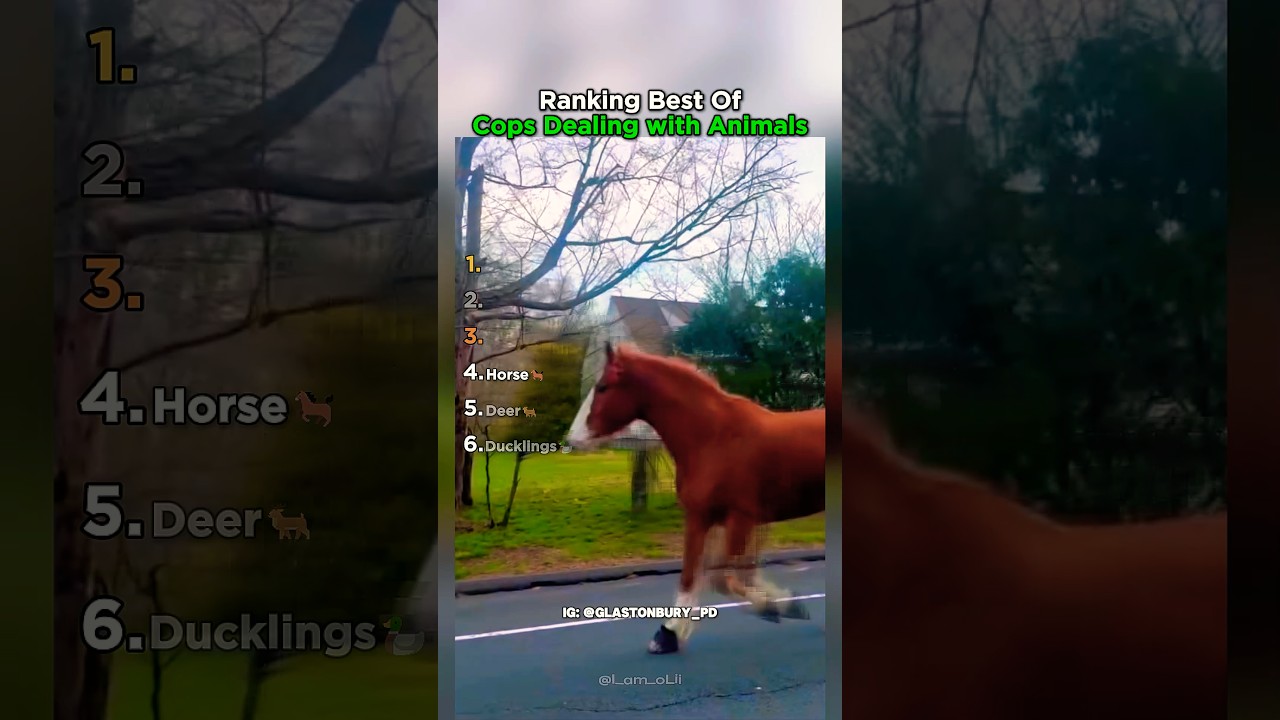Ranking Best Of Cops Dealing With Wild Animals Moments