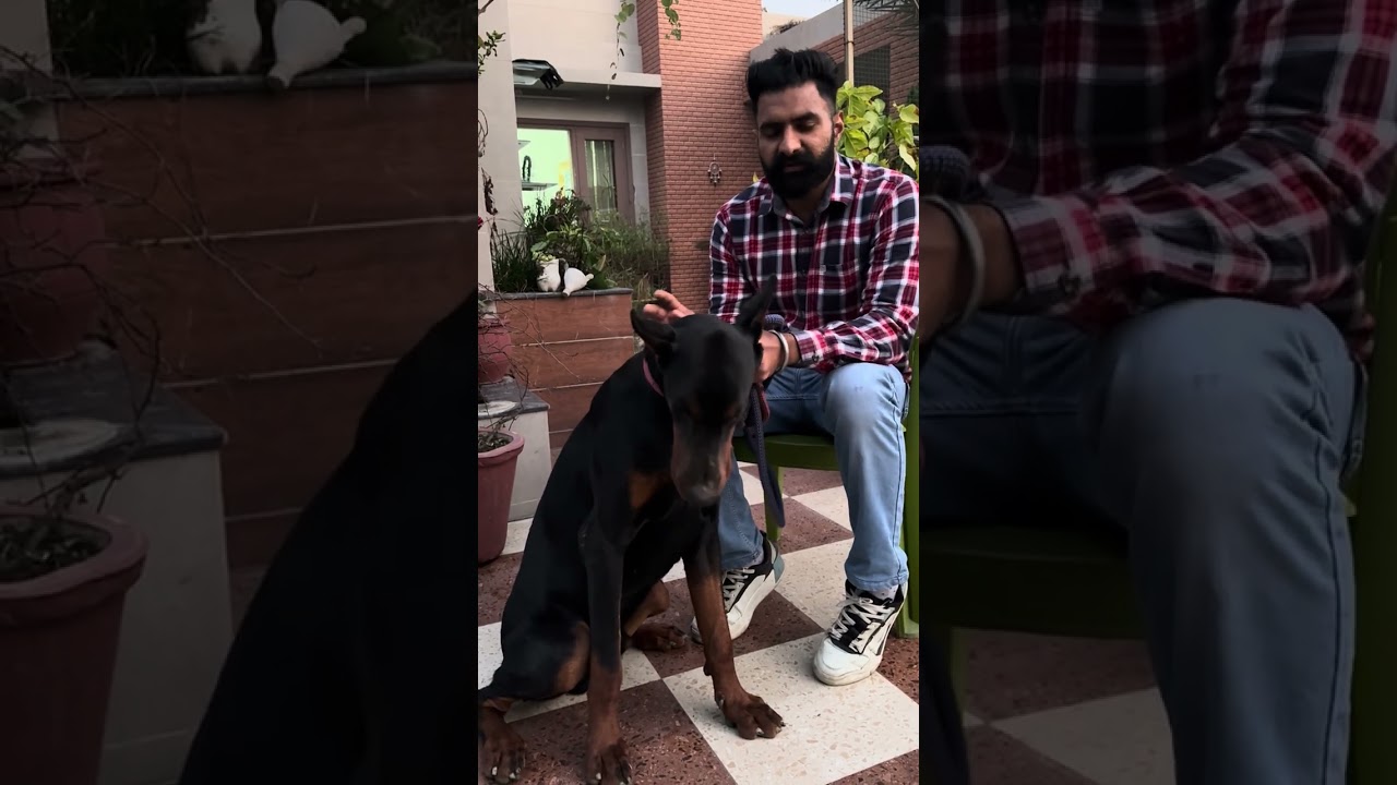 Basic knowledge on European doberman breed👍  #europeandoberman #doberman #dobermanplanet #puppy 