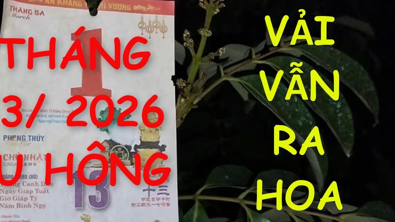 Mất mùa vải, anh em tham khảo thử  làm cây cảnh biết đâu lại hợp.