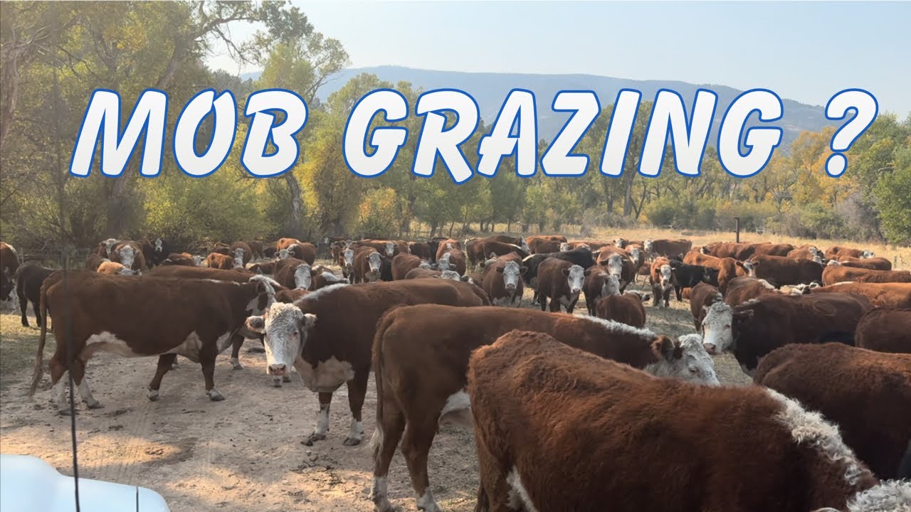 Did we find Mob Grazing cattle??