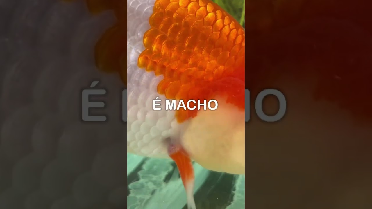 Como saber se meu Kinguio ranchu &eacute; MACHO ou F&Ecirc;MEA? #aqu&aacute;rio #fish #kinguios #goldfish #peixes #koi