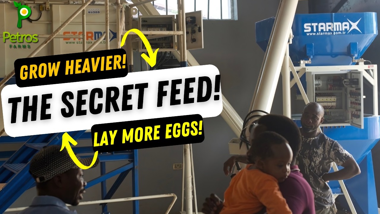 The BEST Science-Backed POULTRY FEED for PULLETS #poultryfeed #poultryfeed