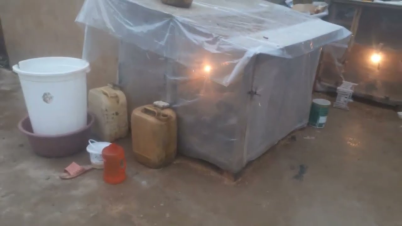 حماية افراخ الدجاج من الأمطار: ::🌧🌧والبرد:❄