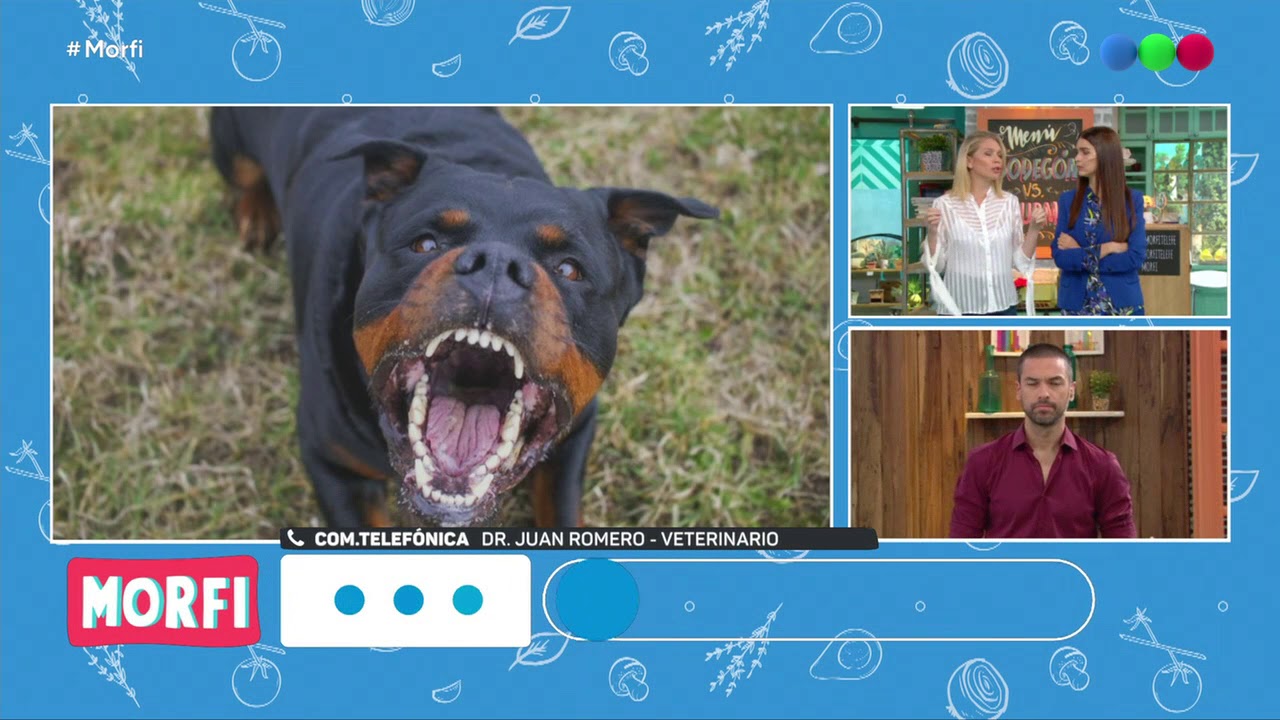 Feroz ataque de perros rottweiler a una nena de 4 años - Morfi