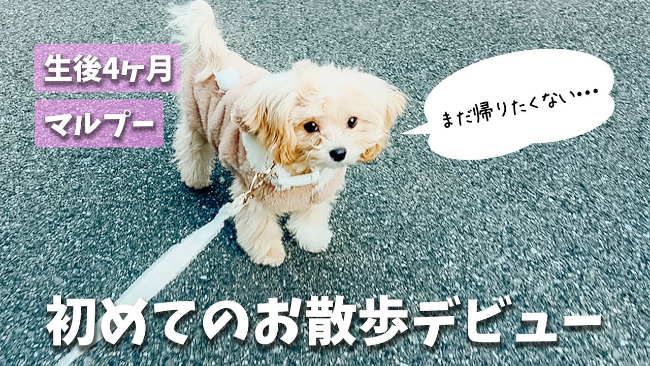 生後4ヶ月のマルプーに「初めてのお散歩」を経験させた結果・・・