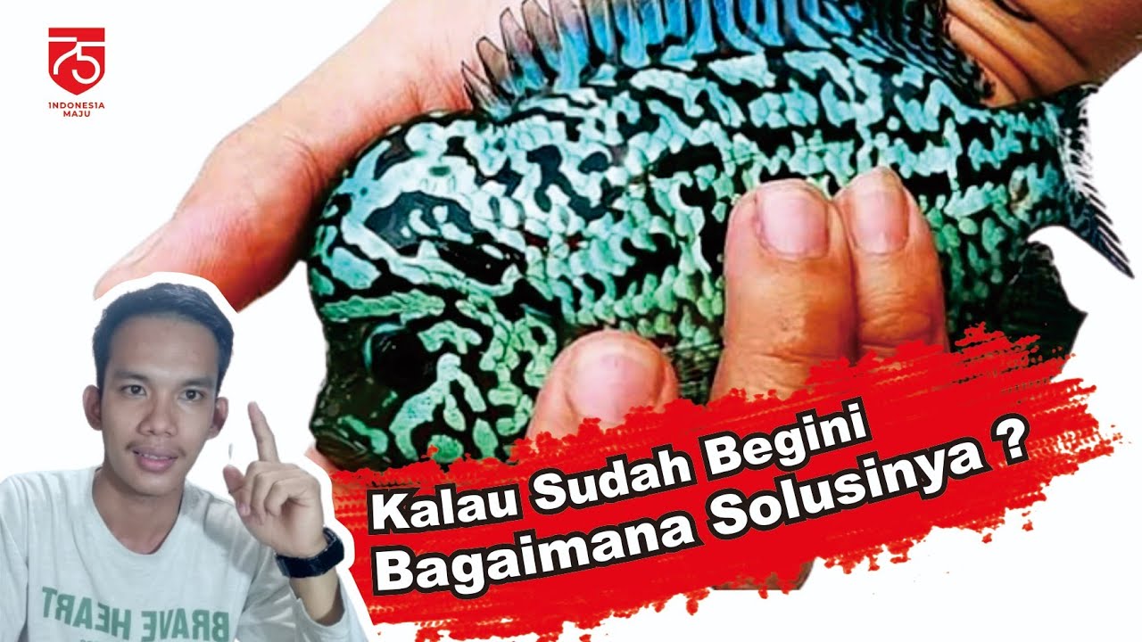 PENYEBAB IKAN LOUHAN MENJADI HITAM || AKIBAT OVER PROTEIN PADA LOUHAN