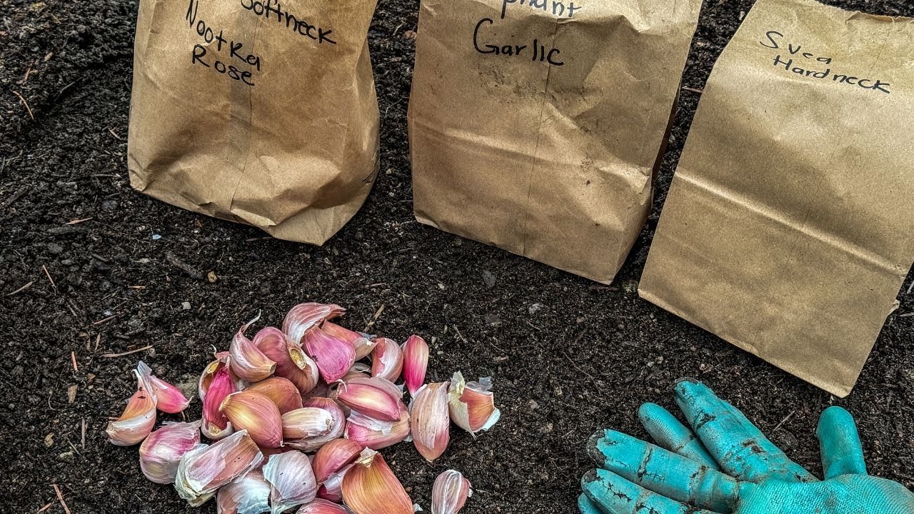 Planting Garlic  Zone 8b