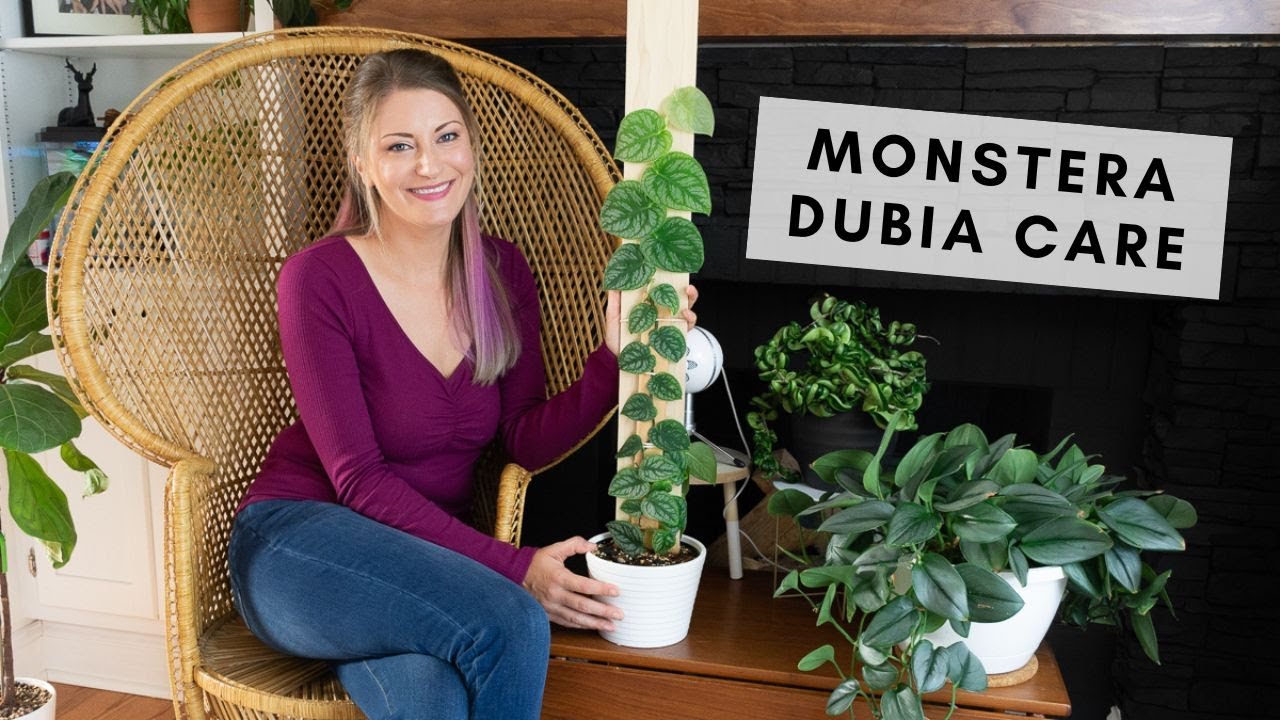 How to grow gorgeous large shingling monstera dubia plants!