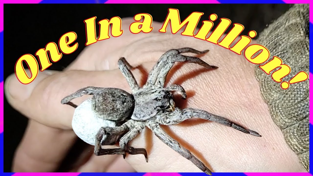 Spider Video Went Viral!