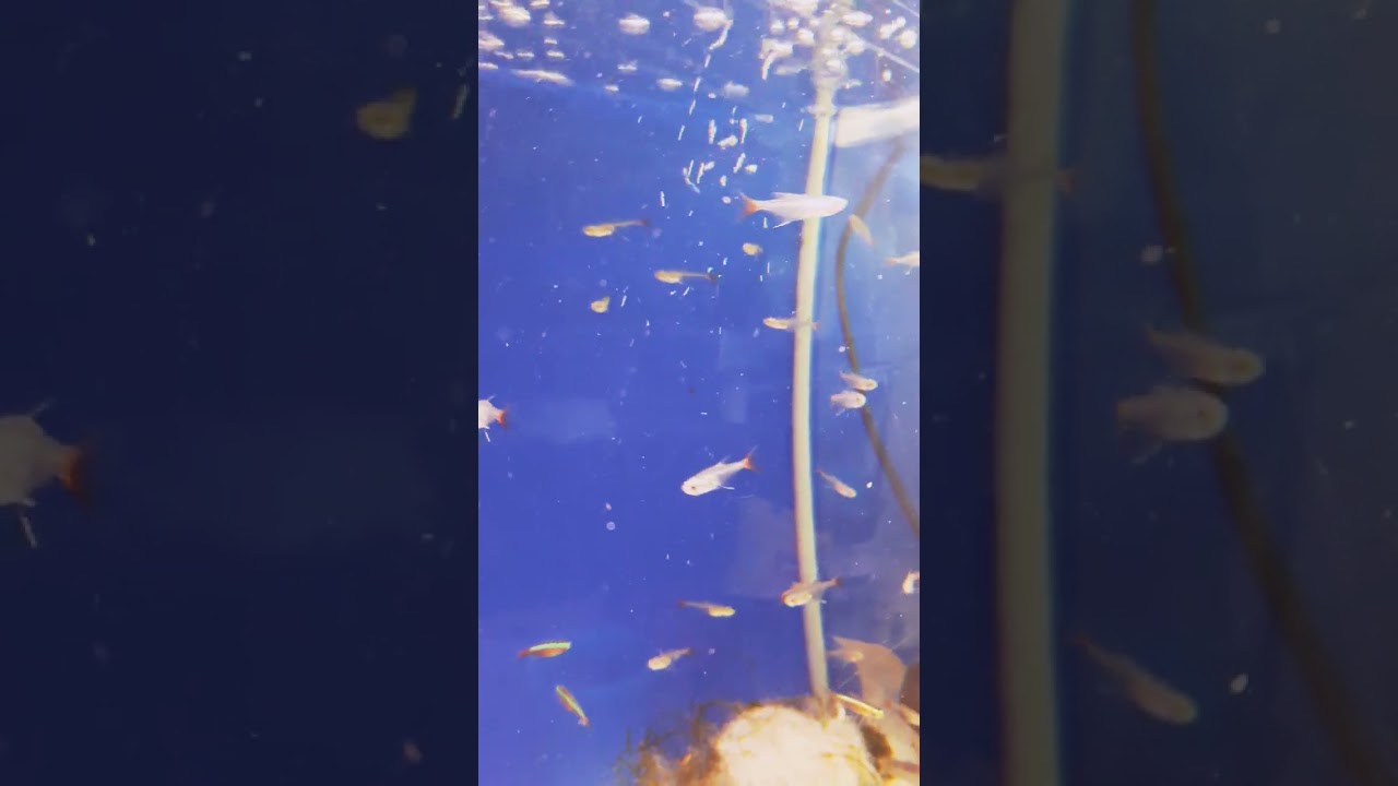 glass bloodfin tetra 