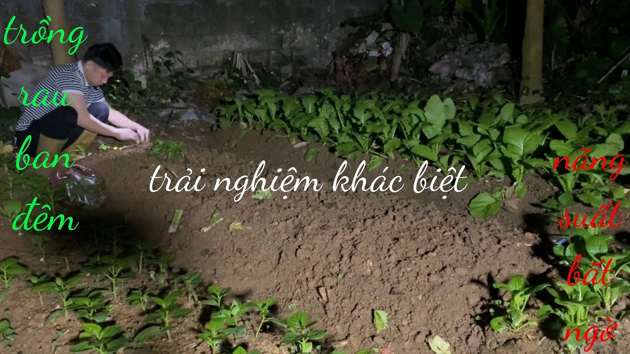 Lê Hoàng Vlog-Trồng rau ban đêm,trải nghiệm khác biệt,năng suất bất ngờ