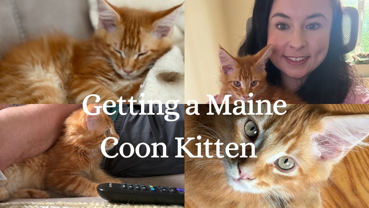 Bringing our Maine Coon Kitten Home