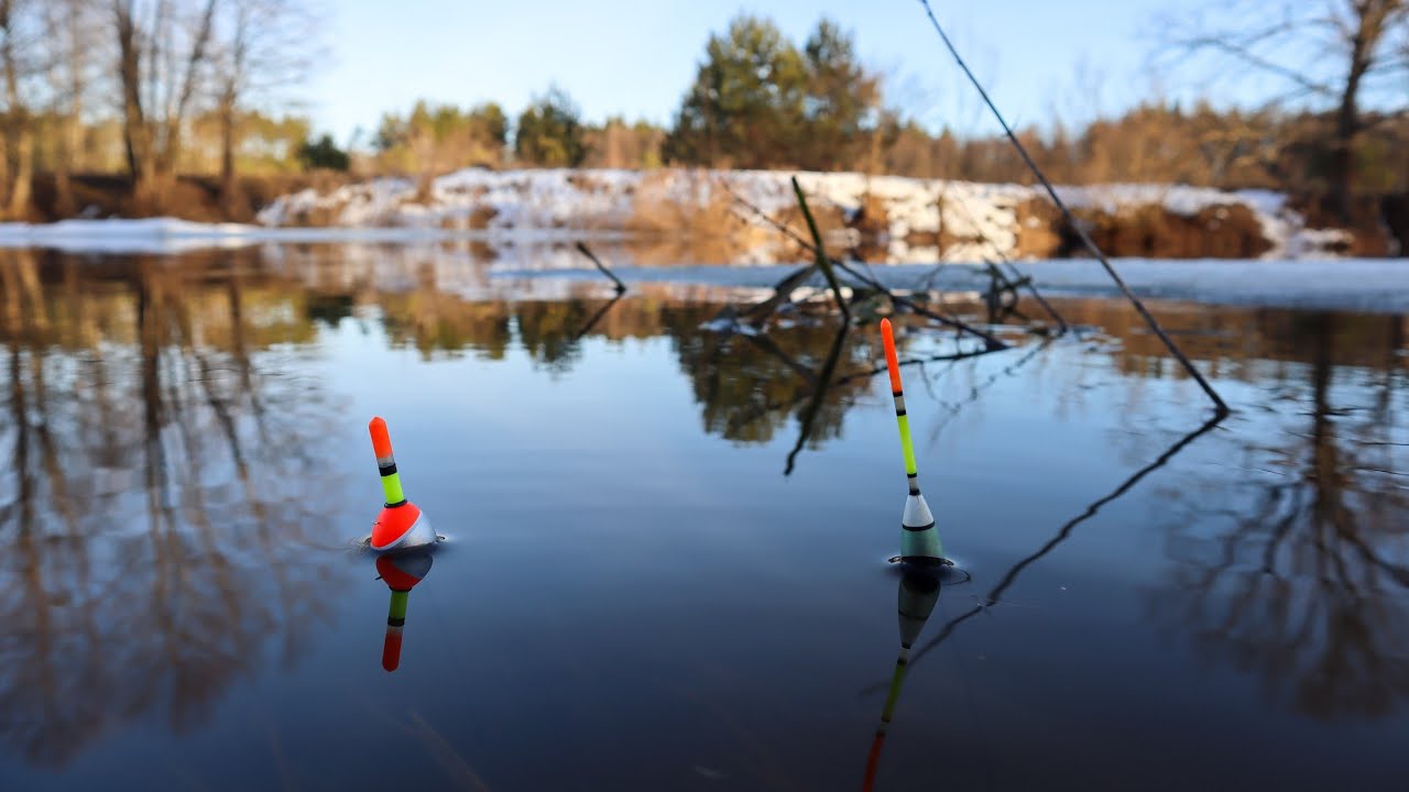 Поплавок 2026:Знайшов Велику стоянку Білої під ногами на річці Уж.Йде Сом на початку березня