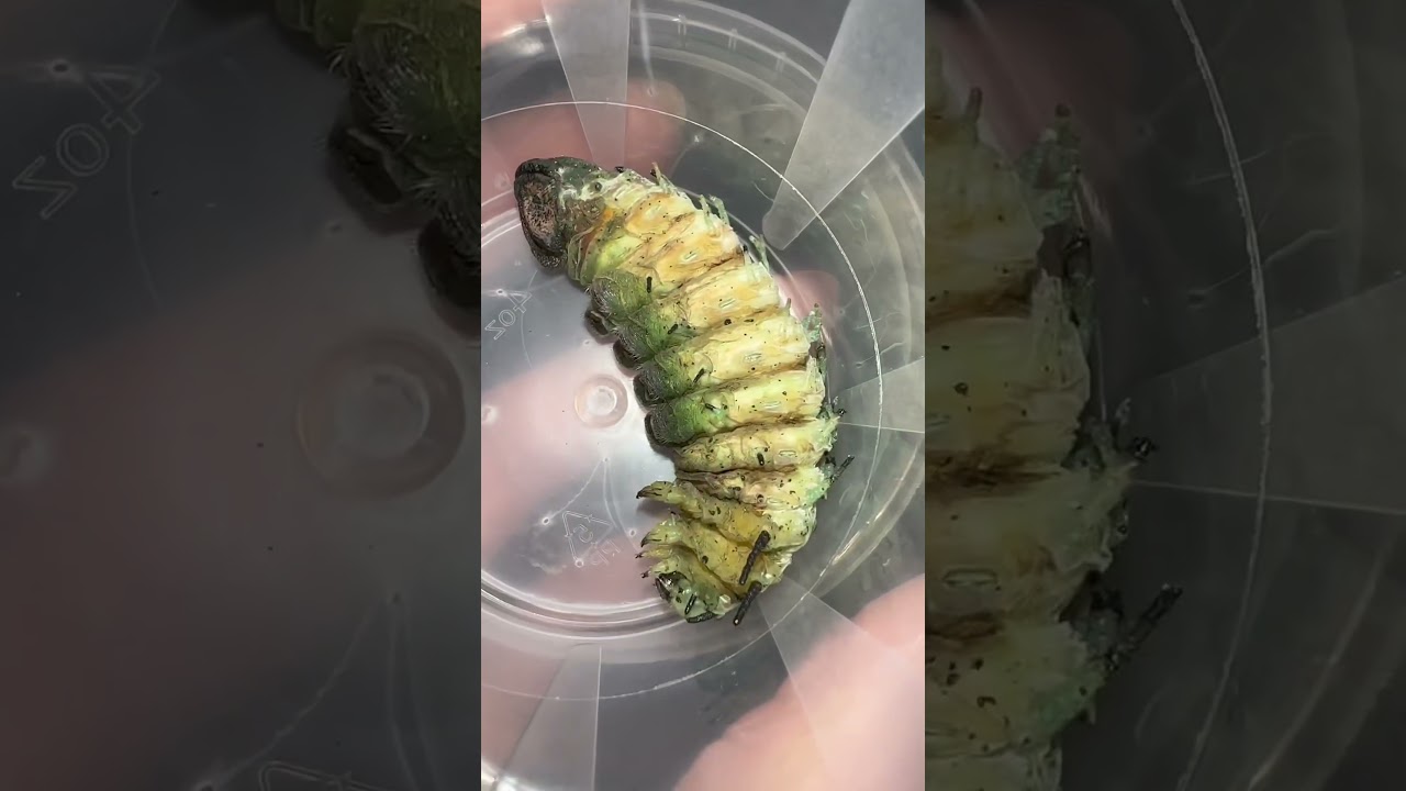 Giant Attacus Atlas Moth LIFECYCLE