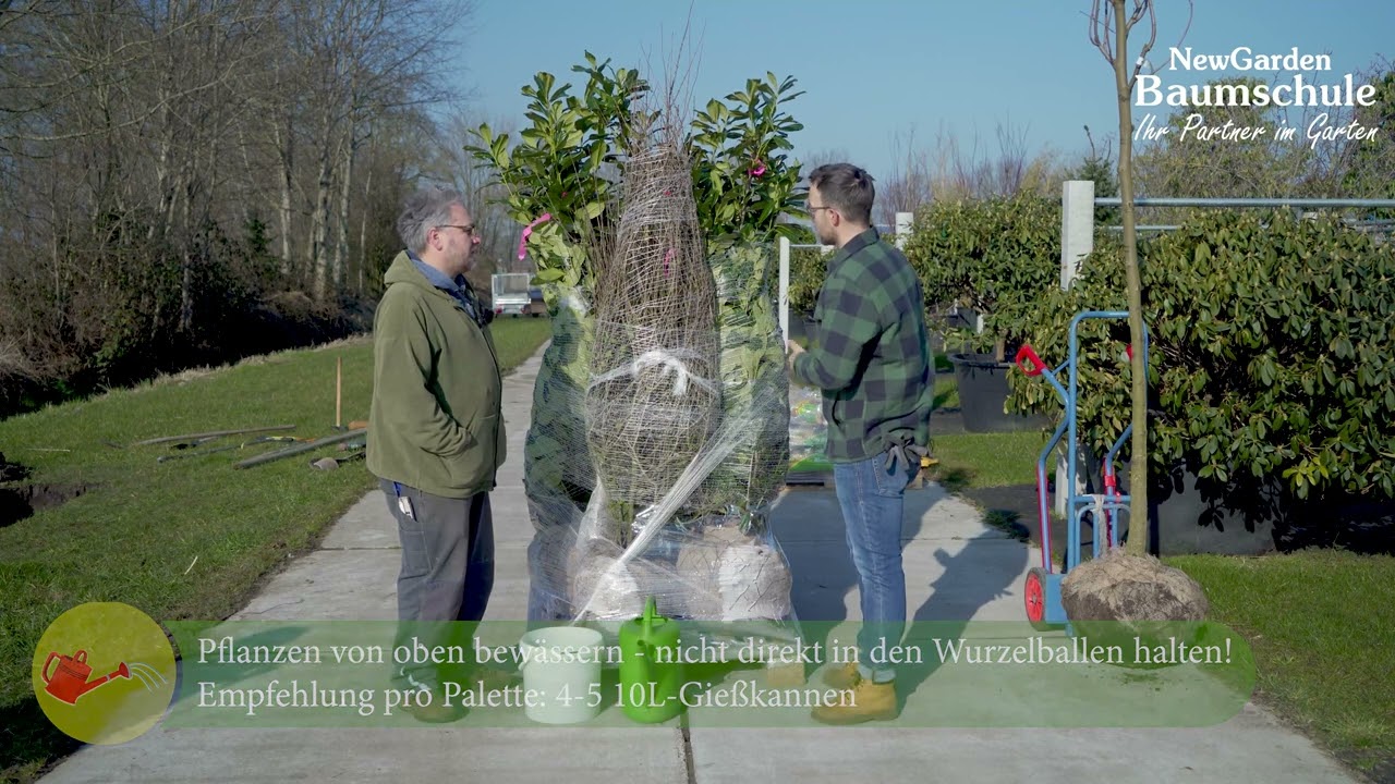 1. Ware auspacken - Pflanzanleitung - Baumschule NewGarden