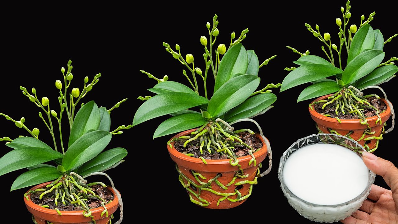 Just one bowl! The weakest orchid immediately bloomed with 1,000 flowers and bristling roots
