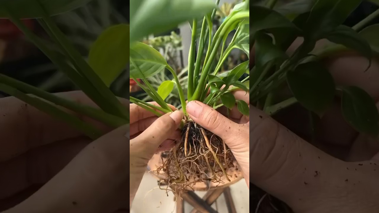 How to propagate peace lily via root division? #peacelily #spathiphyllum #propagation #garden