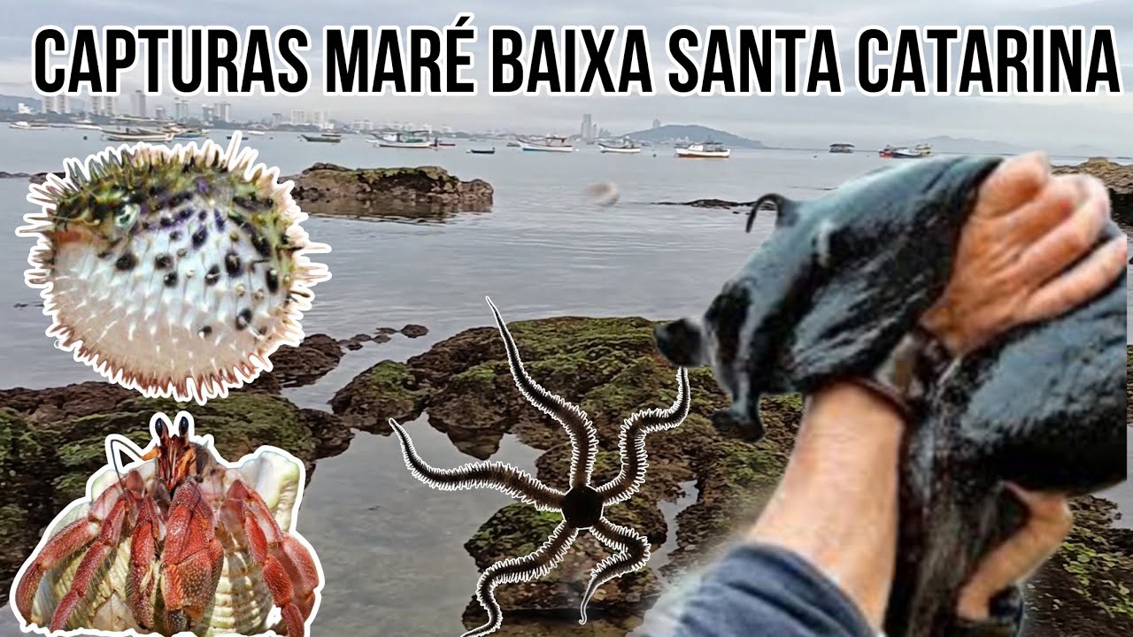 Capturas mar&eacute; baixa Penha Santa Catarina ofiurus lesmas do mar caranguejo baiacu criaturas marinhas