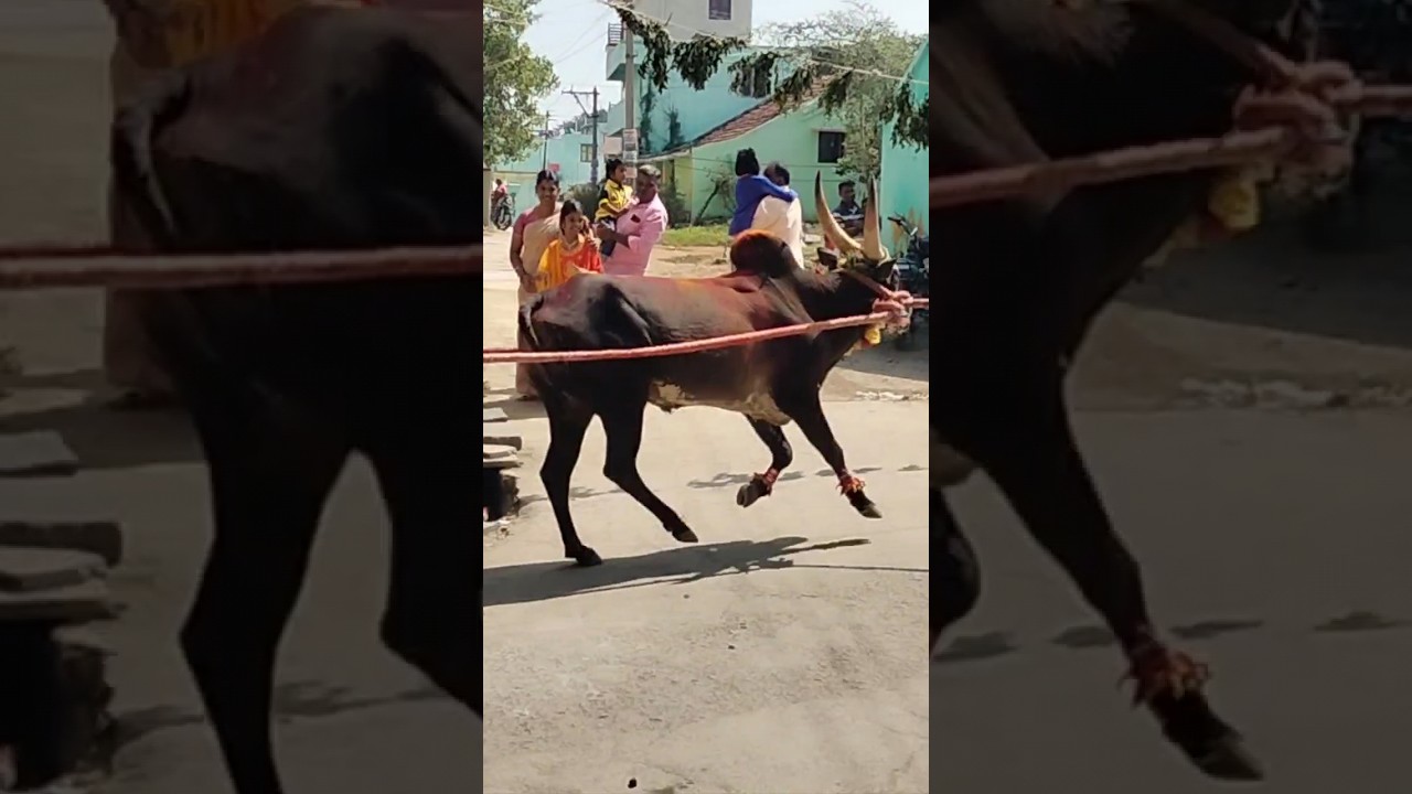 Manjuvirattu Pongal Kadagathur Dharmapuri 🥳🎉🎈 #kadagathur #jallikattu #dharmapuri