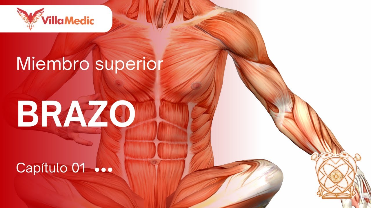 CC.BB. ANATO | Miembro Superior: Brazo - VillaMedic