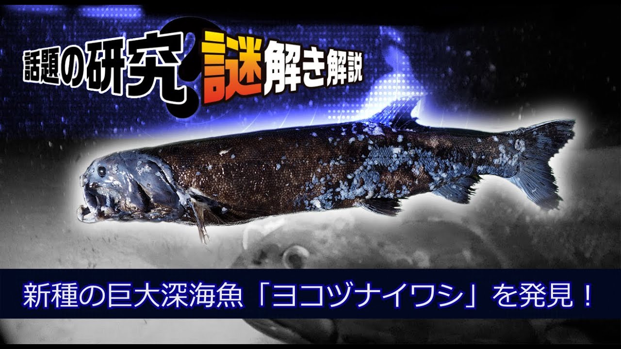 【話題の研究 謎解き解説】新種の巨大深海魚「ヨコヅナイワシ」を発見！