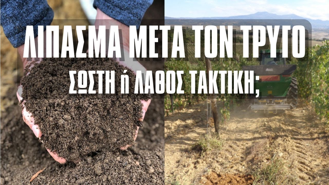 Ρίχνω Λίπασμα Στα Αμπέλια ΜΕΤΑ Τον Τρύγο; (Λίπανση Το ΦΘΙΝΟΠΩΡΟ)