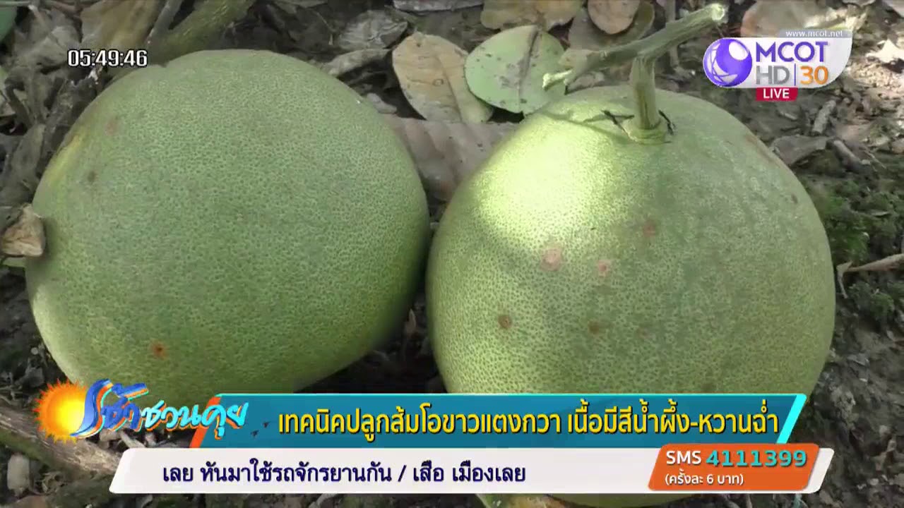 เทคนิคปลูกส้มโอขาวแตงกวาสีน้ำผึ้ง ให้ได้รสหวานฉ่ำ