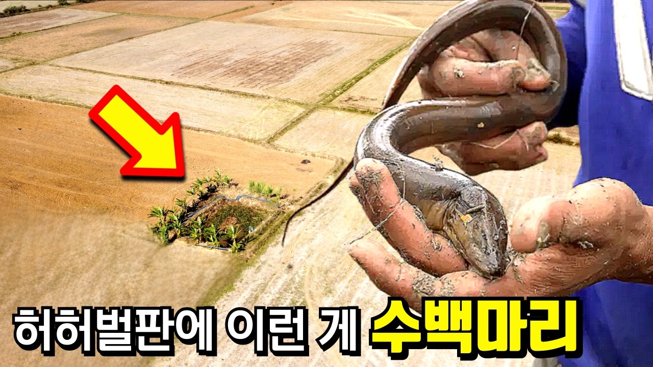 허허벌판에서 장어잡는 특별한 비결!! 세계여행 중 실제 촬영한 현장 [장어와 개미1]