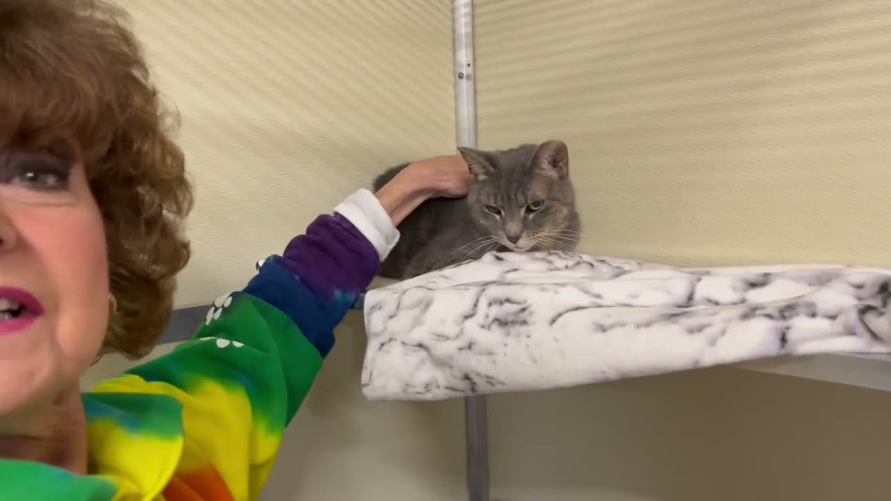 The Cat Corner
