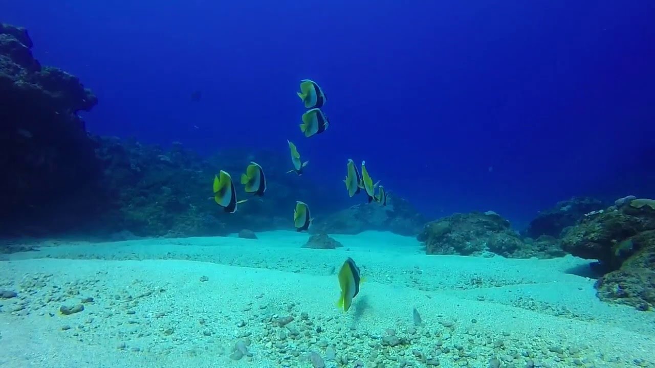 Plongée du 1er mars 2016/Reunion island/Passe de l'Ermitage/Gopro
