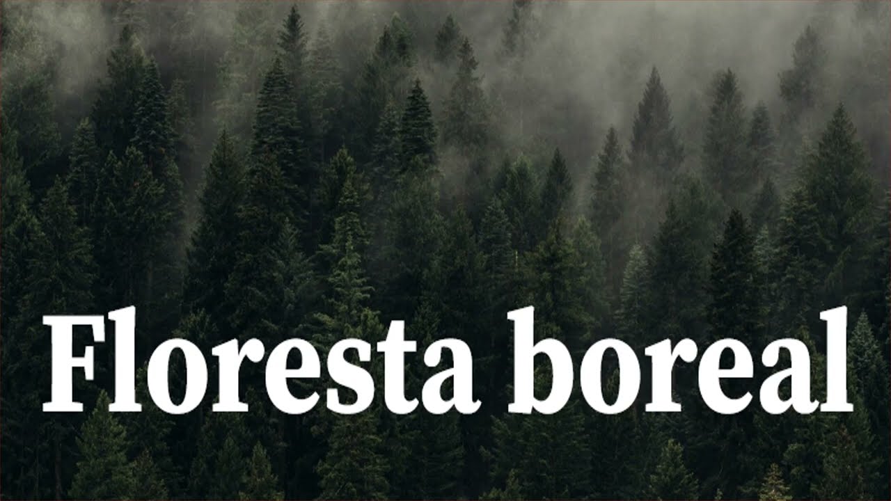 Bioma Taiga: clima e distribuição geográfica