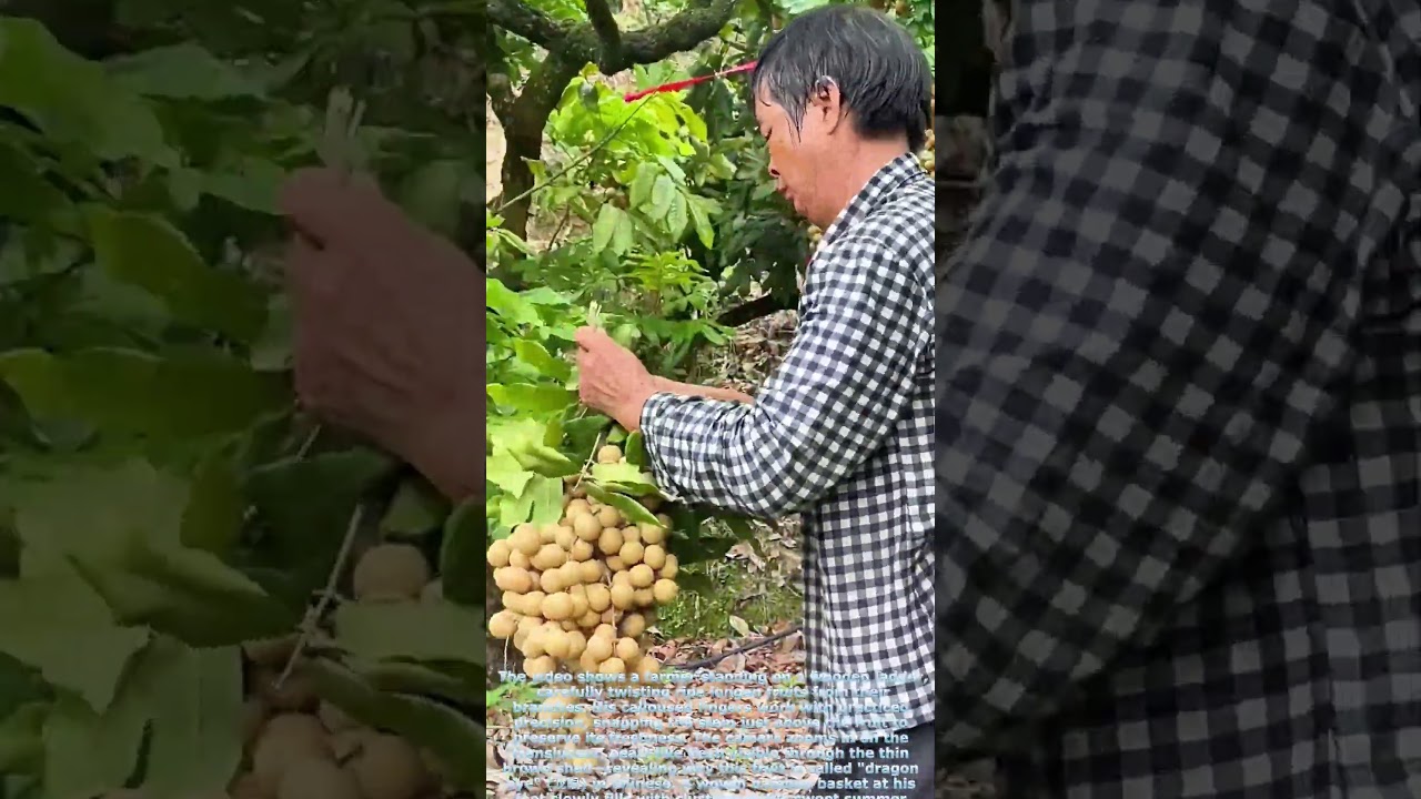 Longan Harvest: How Farmers Hand-Pick Nature&rsquo;s 