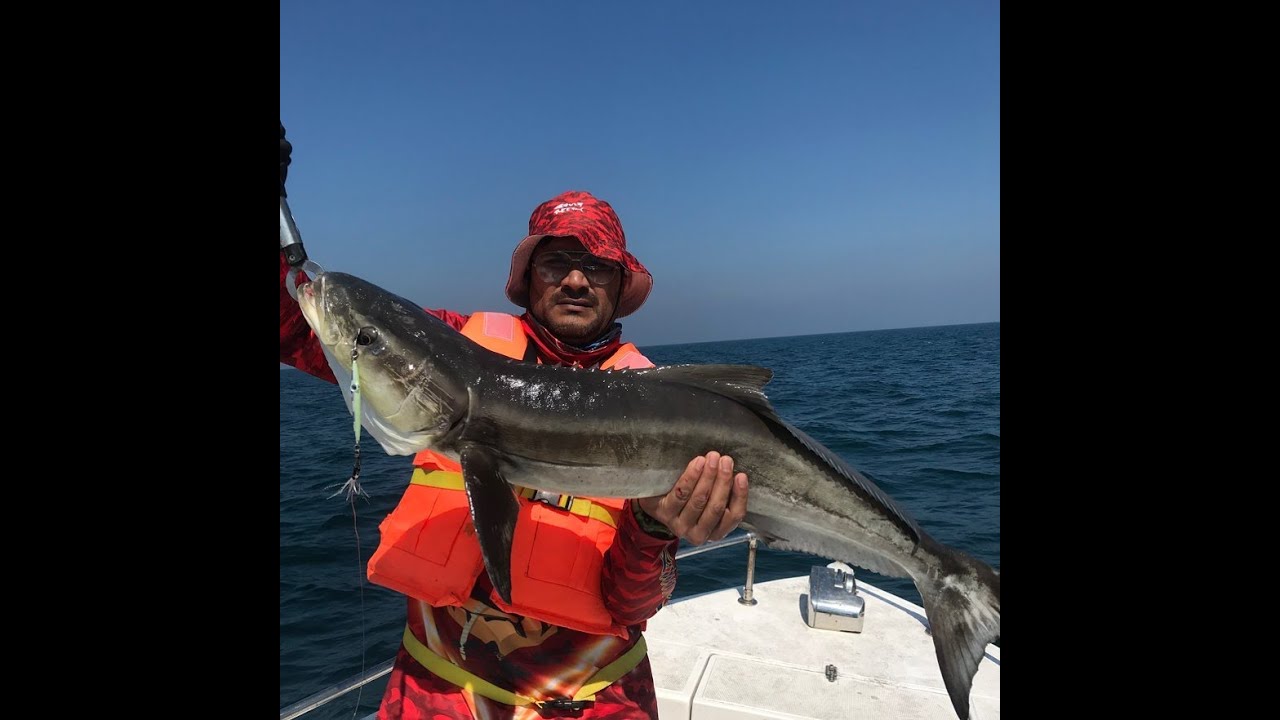Butter Fish (Cobia) & Tuna Hunting at Halul