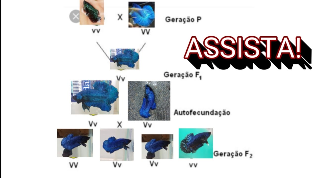 Genética de BETTAS NA PRÁTICA! 🧠👁