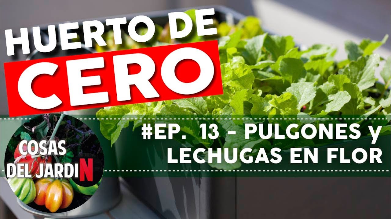 #HUERTODECERO EP13 - Control de pulgones - lechugas florecidas