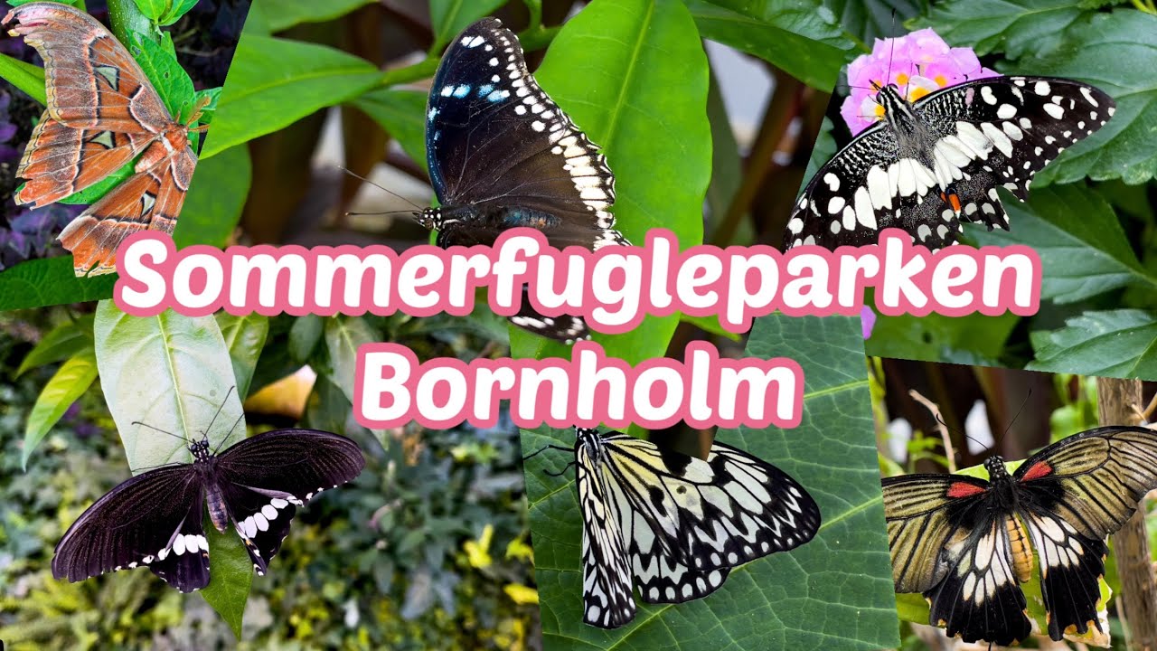 Sommerfugleparken i Nexø