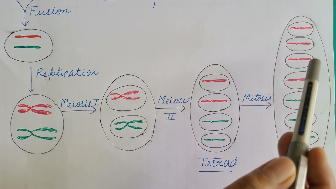 Ordered Tetrad Analysis. Genetics.