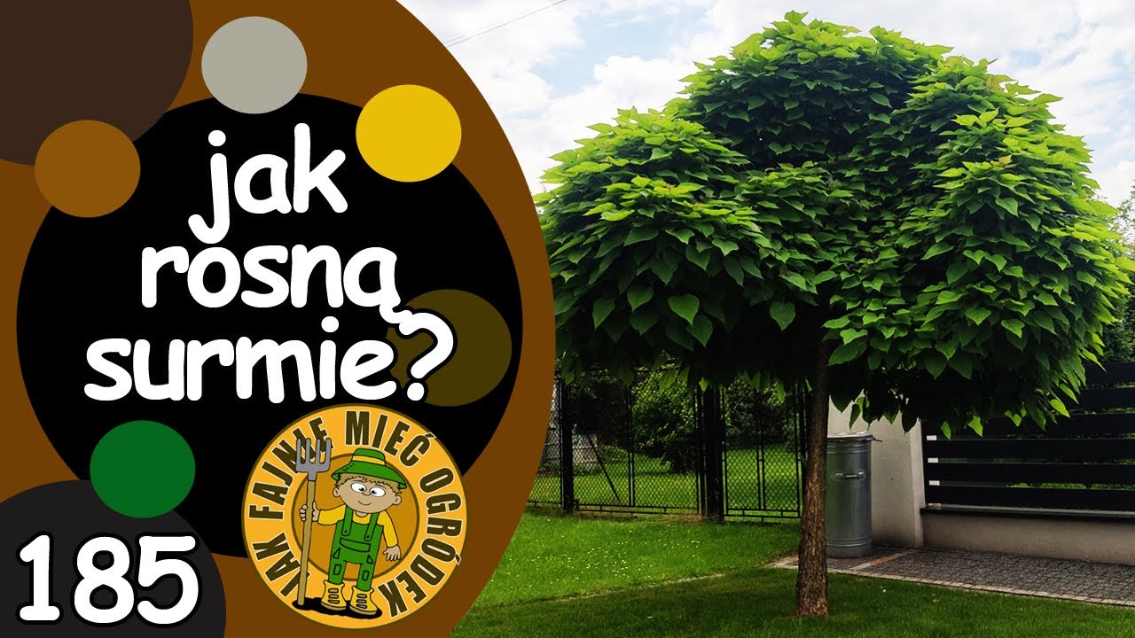 #185 Jak rośnie katalpa, zwana również surmią?