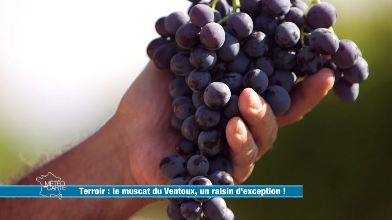 Le muscat du Ventoux, un raisin d'exception ! - Météo à la carte