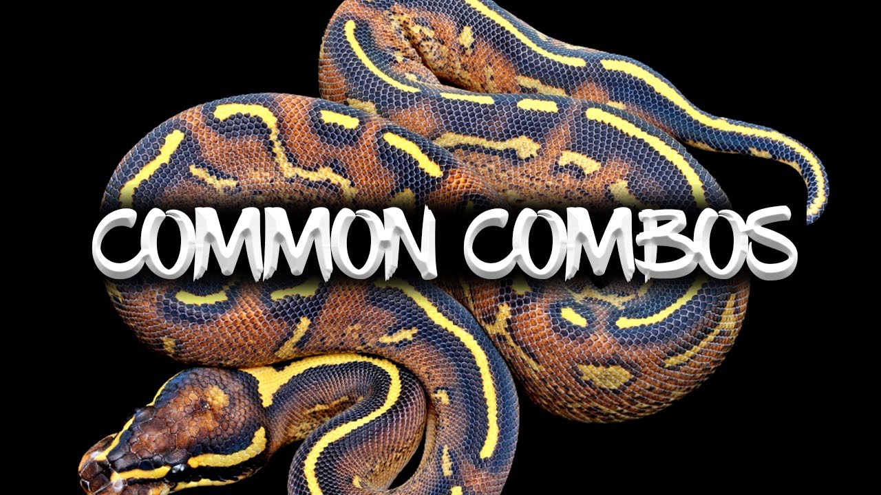 Common Ball Python Combinations