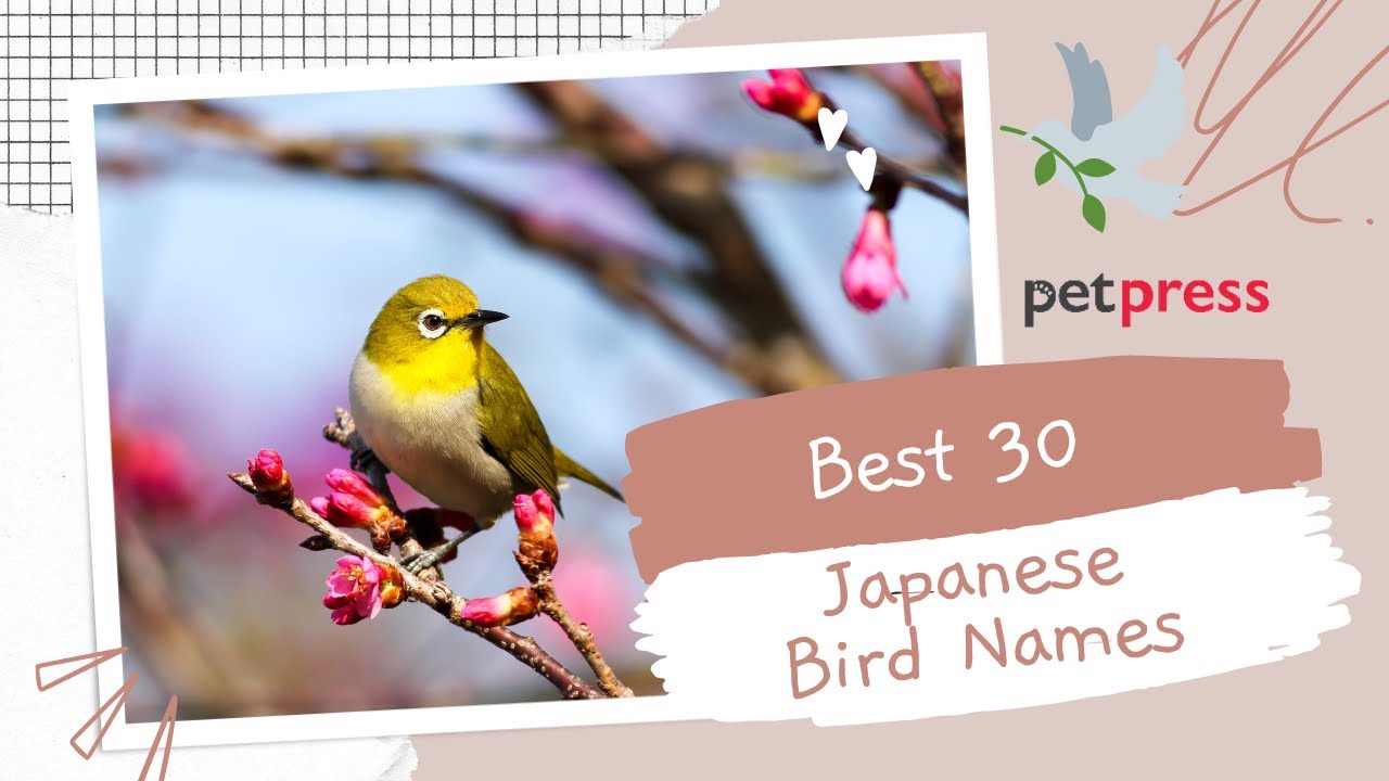 30 Japanese Bird Names: The Most Unique and Beautiful Name Ideas 🐈 | PetPress