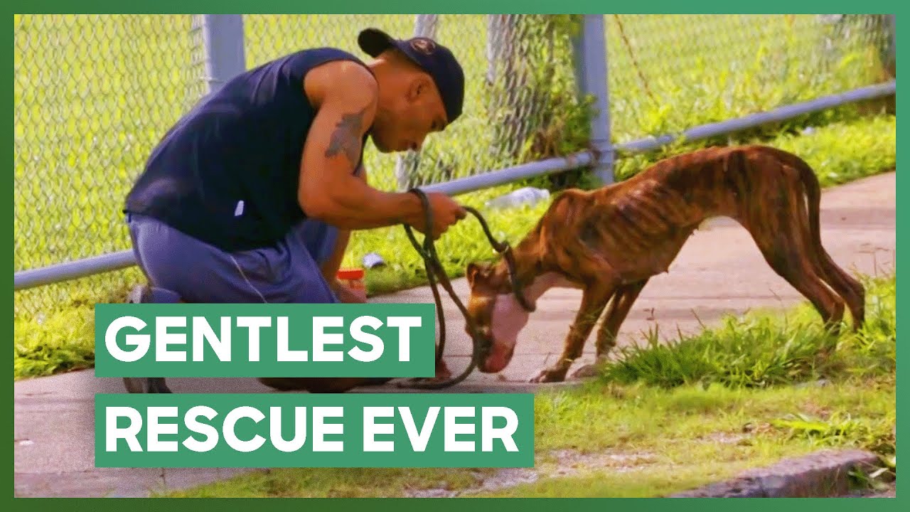 Small Malnourished Street Dog Gets The Gentlest Rescue | Pit Bulls & Parolees