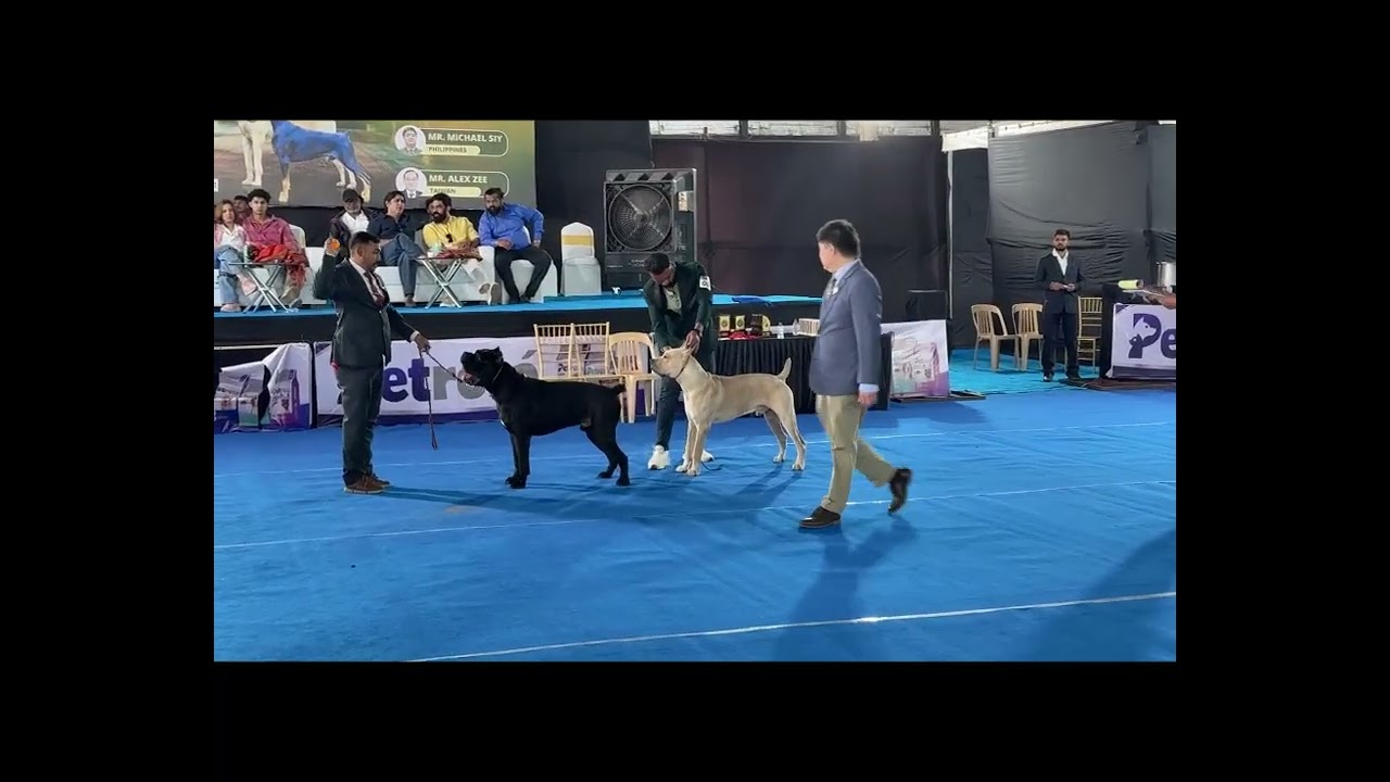 Cane Corso At Dog Show Pune Contact for more details 