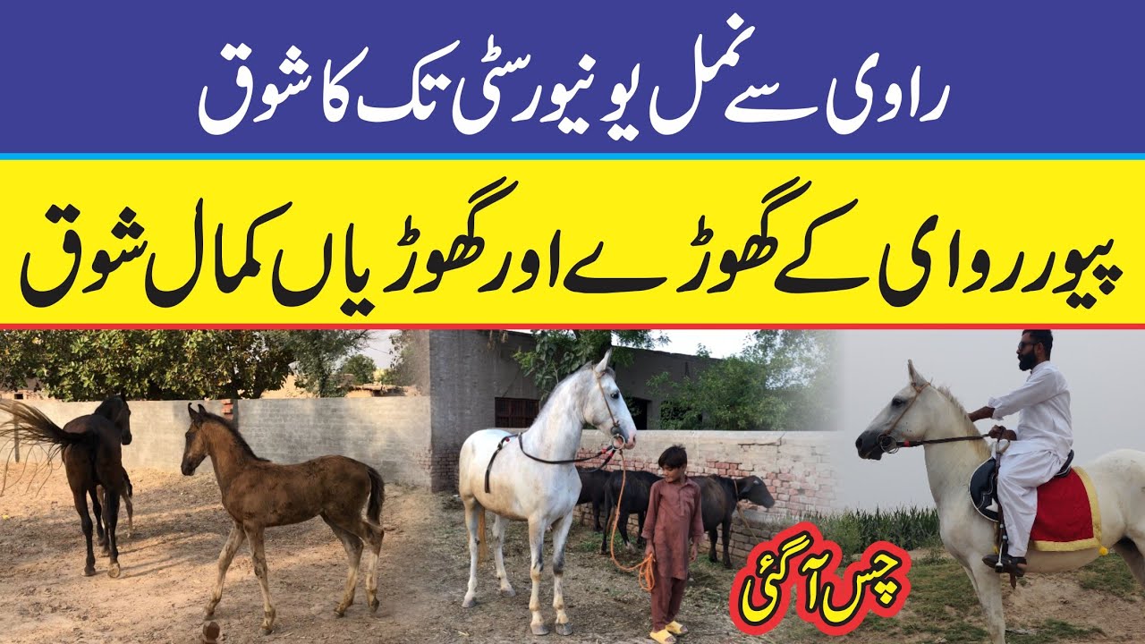 Pure Desi Ravi Breed of Rai Ahsan Nawaz at Ravi Area