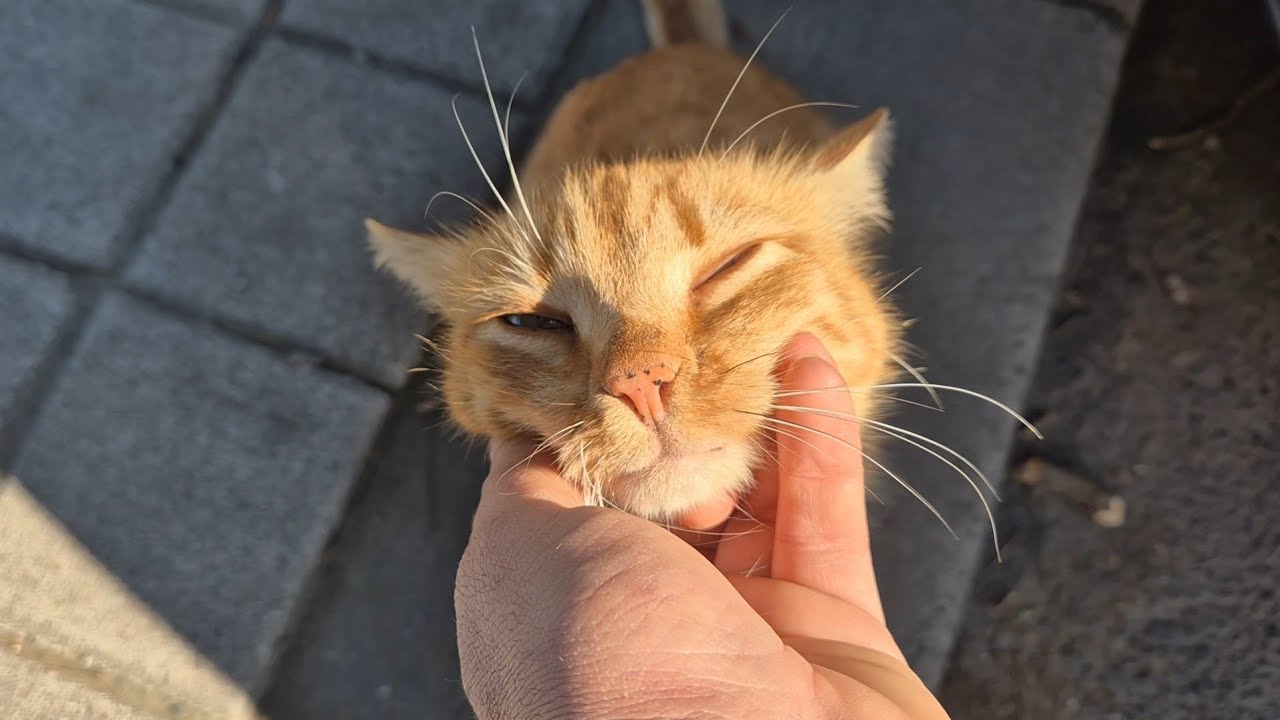 One of the Most Beautiful Orange Cats I Met on the Street.