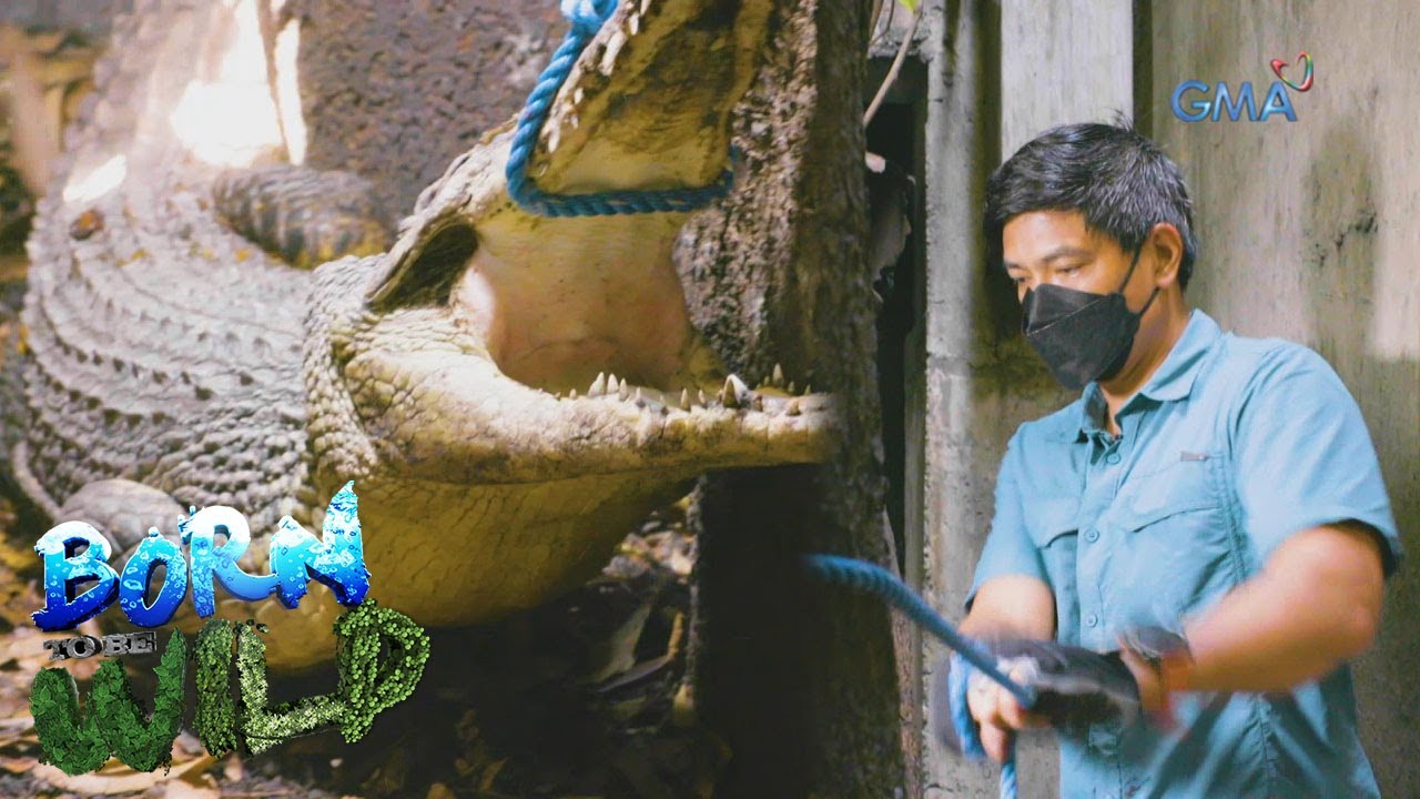 Born to be Wild: Rescuing a saltwater crocodile in Parañaque City