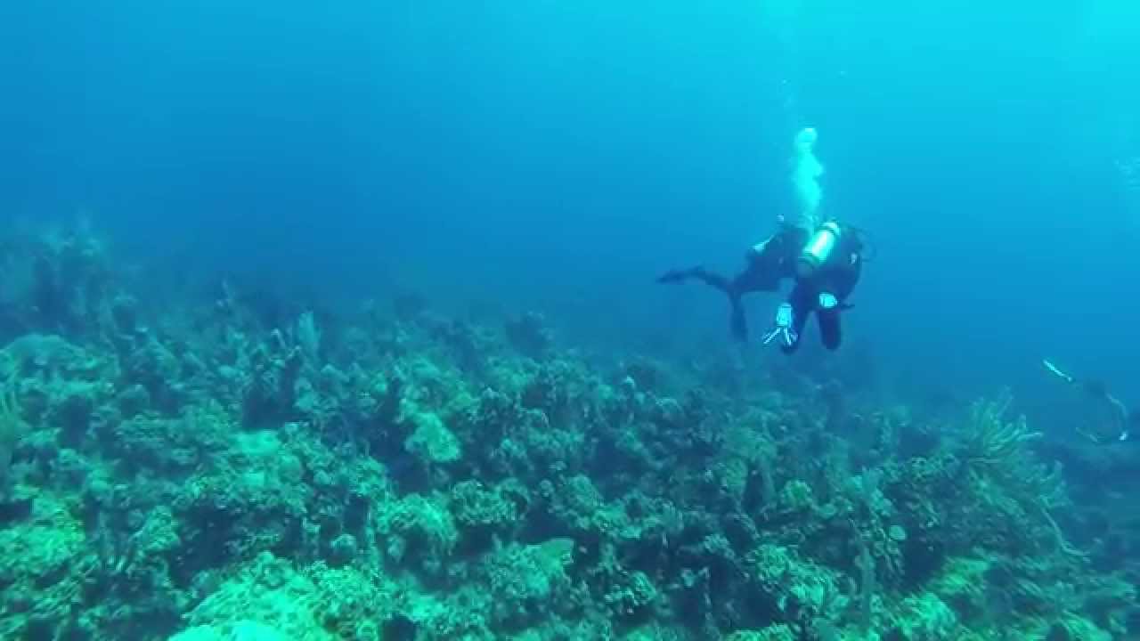 Sonar pinging when scuba diving