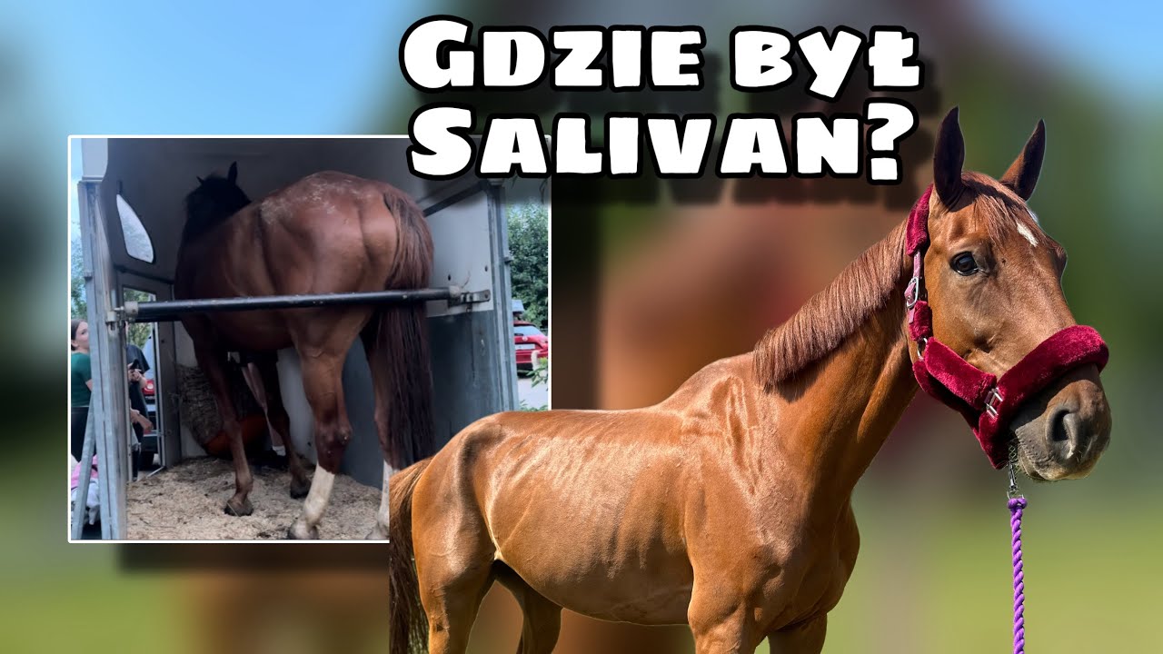 GDZIE BYŁ SALIVAN?! 🤯🐎 ZAGADKA ROZWIĄZANA!