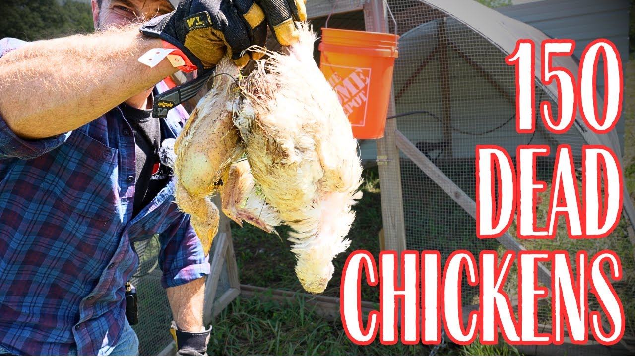 Burnout on the Farm: Why Scaling Broiler Chickens Broke Us This Year